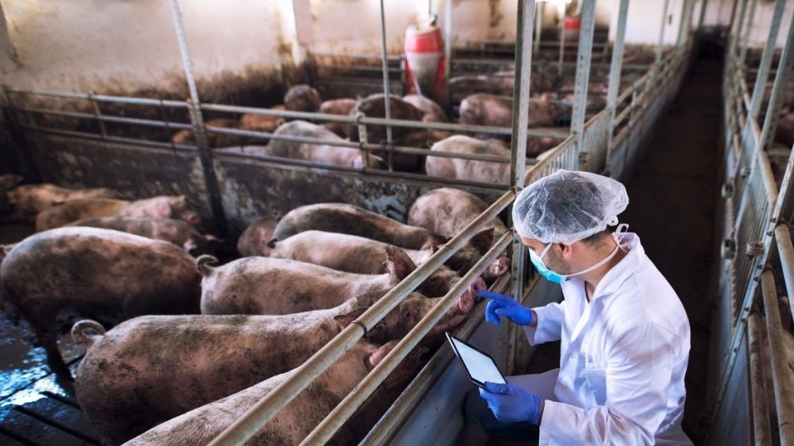 Productor porcino cordobés: «Con ‘Viva la Libertad’ están dejando a mucha gente sin la libertad de elegir de qué laburar»