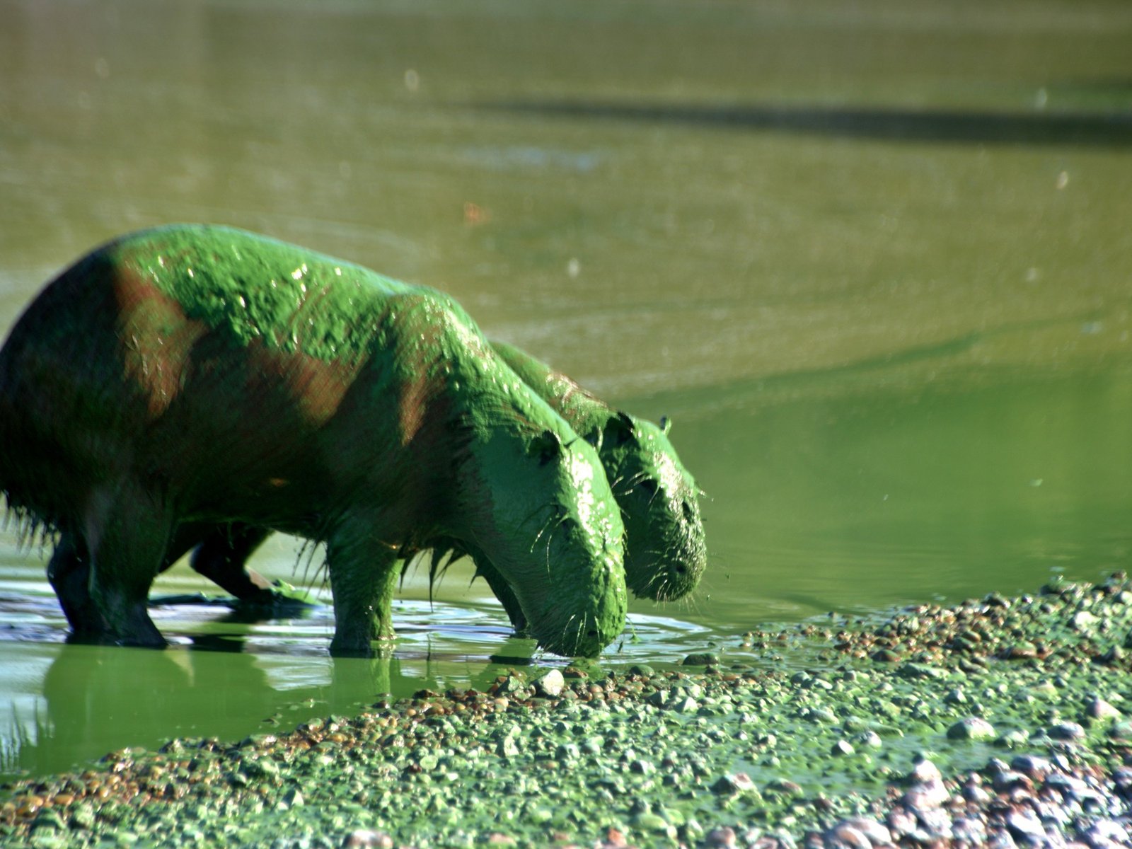 «Son los aliados naturales contra el cambio climático»