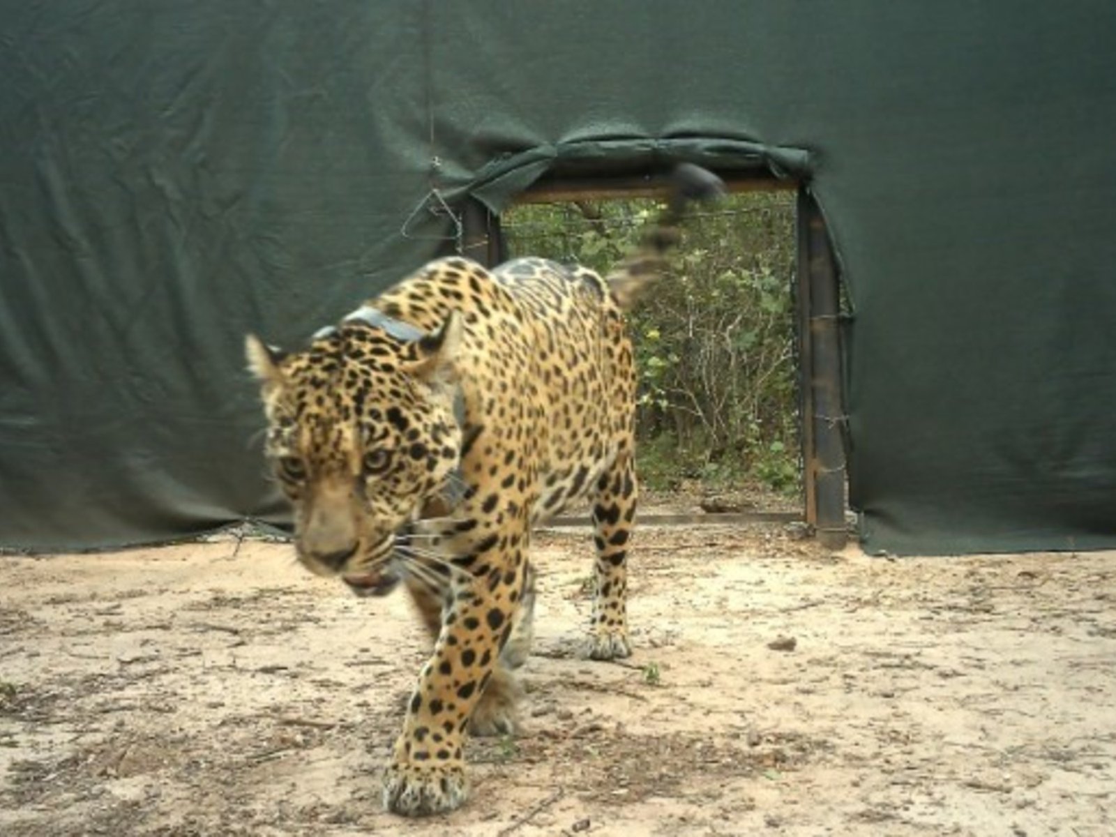 allanamientos, armas secuestradas y su collar hallado en un río