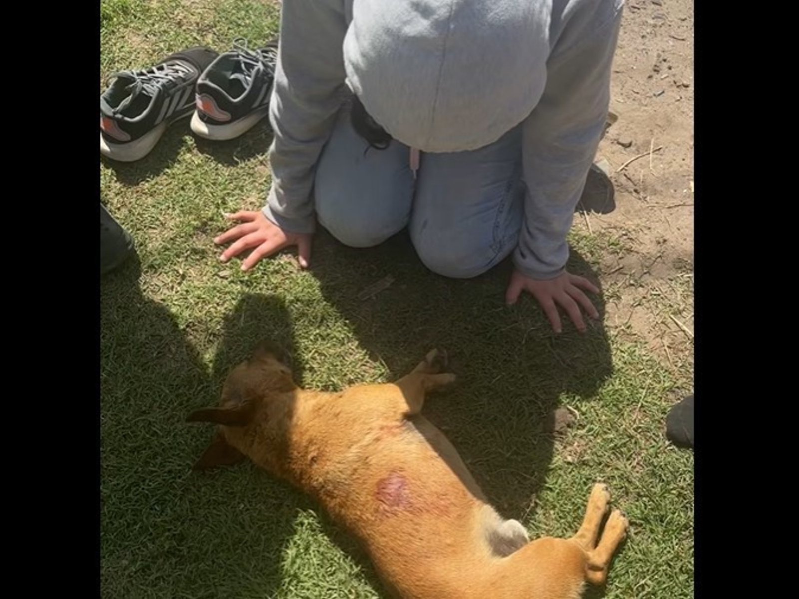 denuncian en Mar del Plata que un pastor evangélico mató un perro al que acusaba de romper bolsas de basura