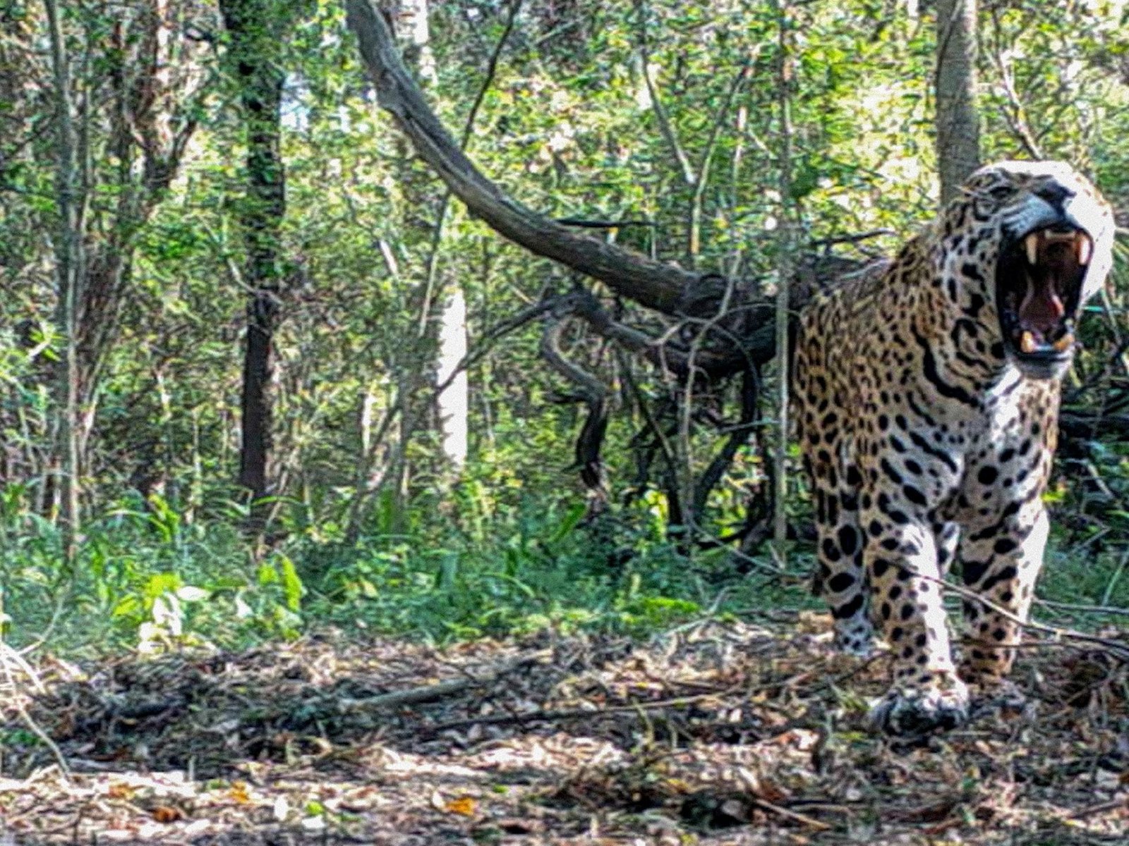 la recompensa millonaria por la yaguareté desaparecida