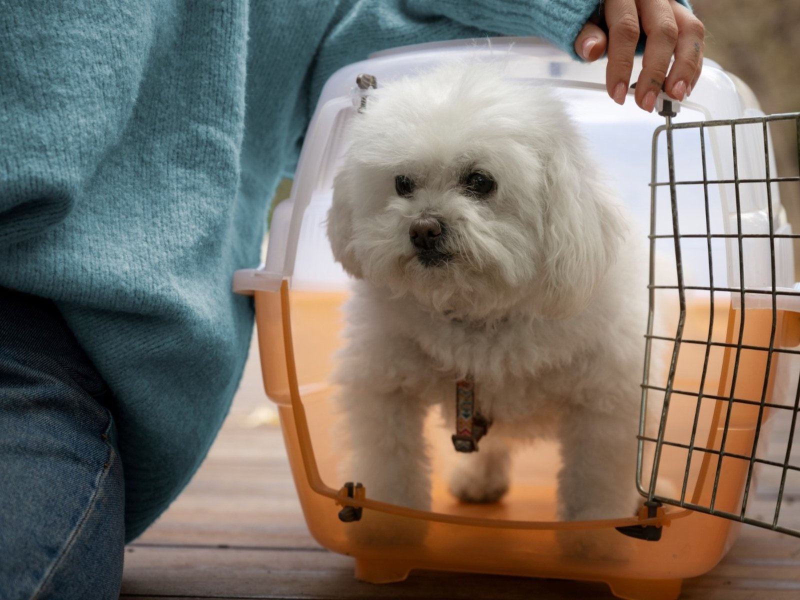 Autorizan el traslado de animales domésticos en trenes y micros de larga distancia