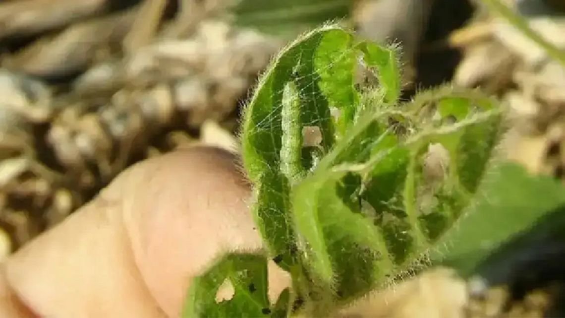 Avance descontrolado de palomas que arrasan cultivos: “El problema es heterogéneo y es cada vez más grave”