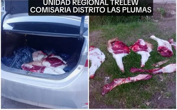 Cazadores sorprendidos con guanaco faenado y armas