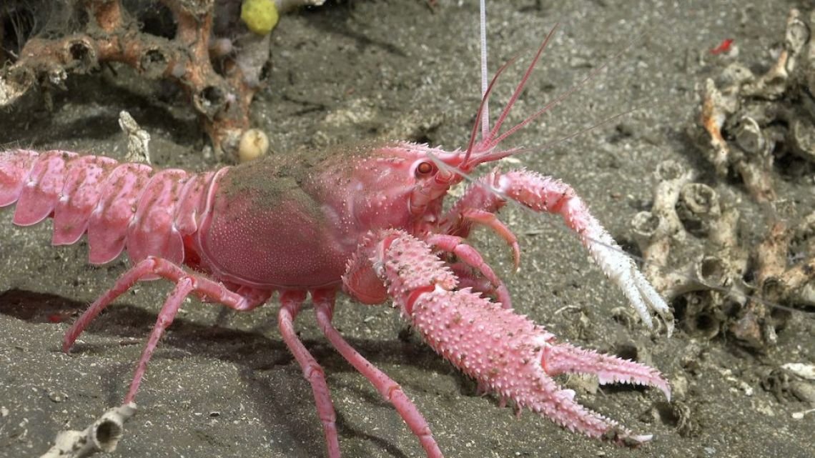 El CONICET recibió el Premio Perfil 2025 a la Mejor Divulgación Científica por su streaming submarino