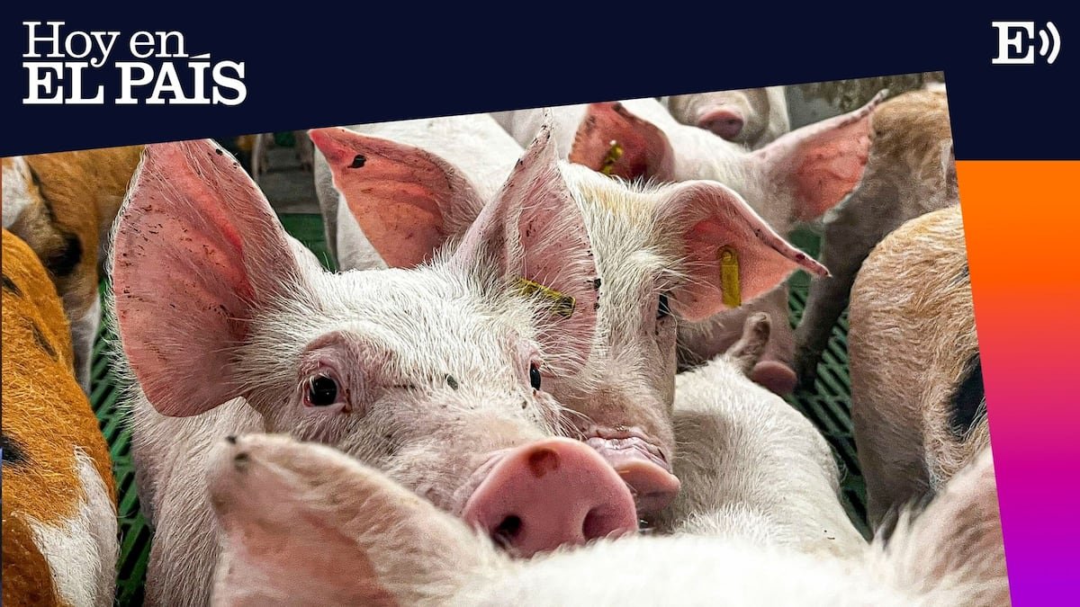 Expertos de la Unión Europea viajarán a Cataluña este martes para ayudar a controlar el brote: Ocho mil millones en juego: qué significa para España la crisis de la peste porcina | Hoy en EL PAÍS: tu podcast diario