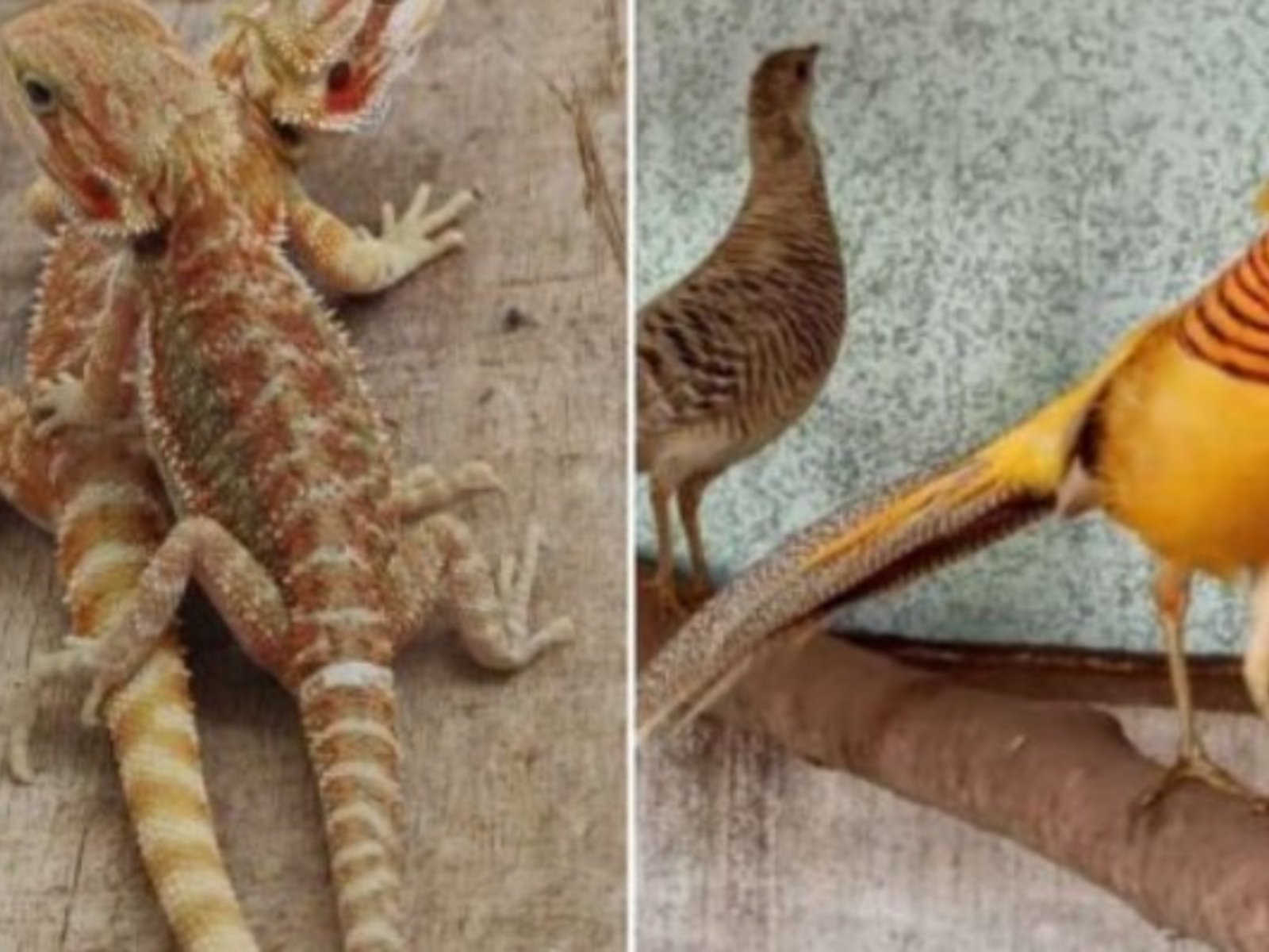 Incautaron en La Matanza más de 200 animales exóticos y en extinción que eran vendidos por redes sociales