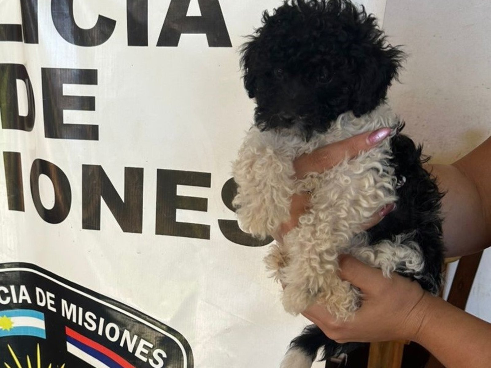 Robó un perro caniche y cuando quedó rodeado, amenazó con matarlo para que lo dejaran huir