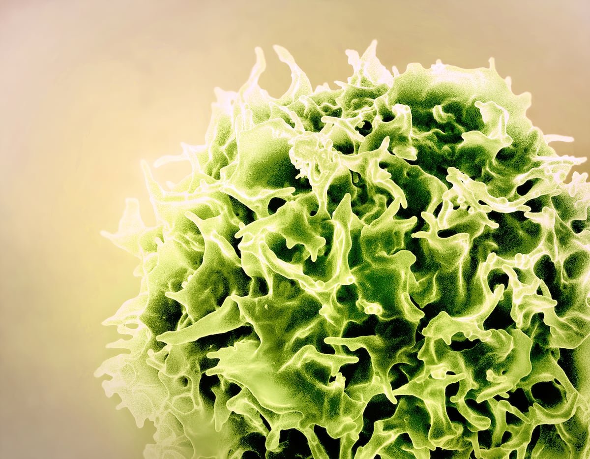 Un grupo de científicos usa las tecnologías de las vacunas de la covid para rejuvenecer el sistema imnune | Salud y bienestar