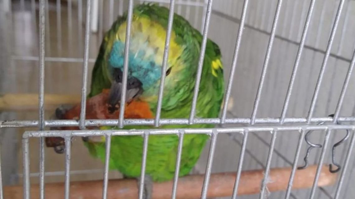 Córdoba: tiene 96 años y le robaron a «Pipo», el loro que imitaba a su difunto esposo