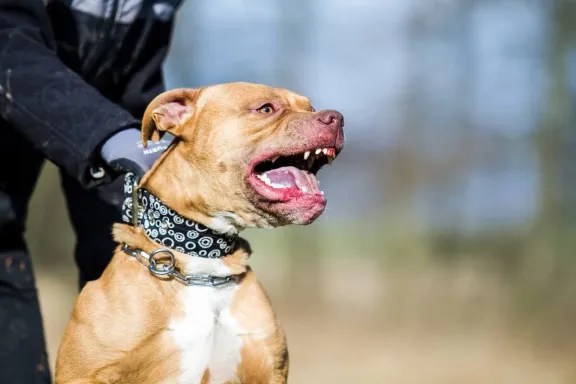 Intento de usurpación en Madryn con un pitbull y un pistolón