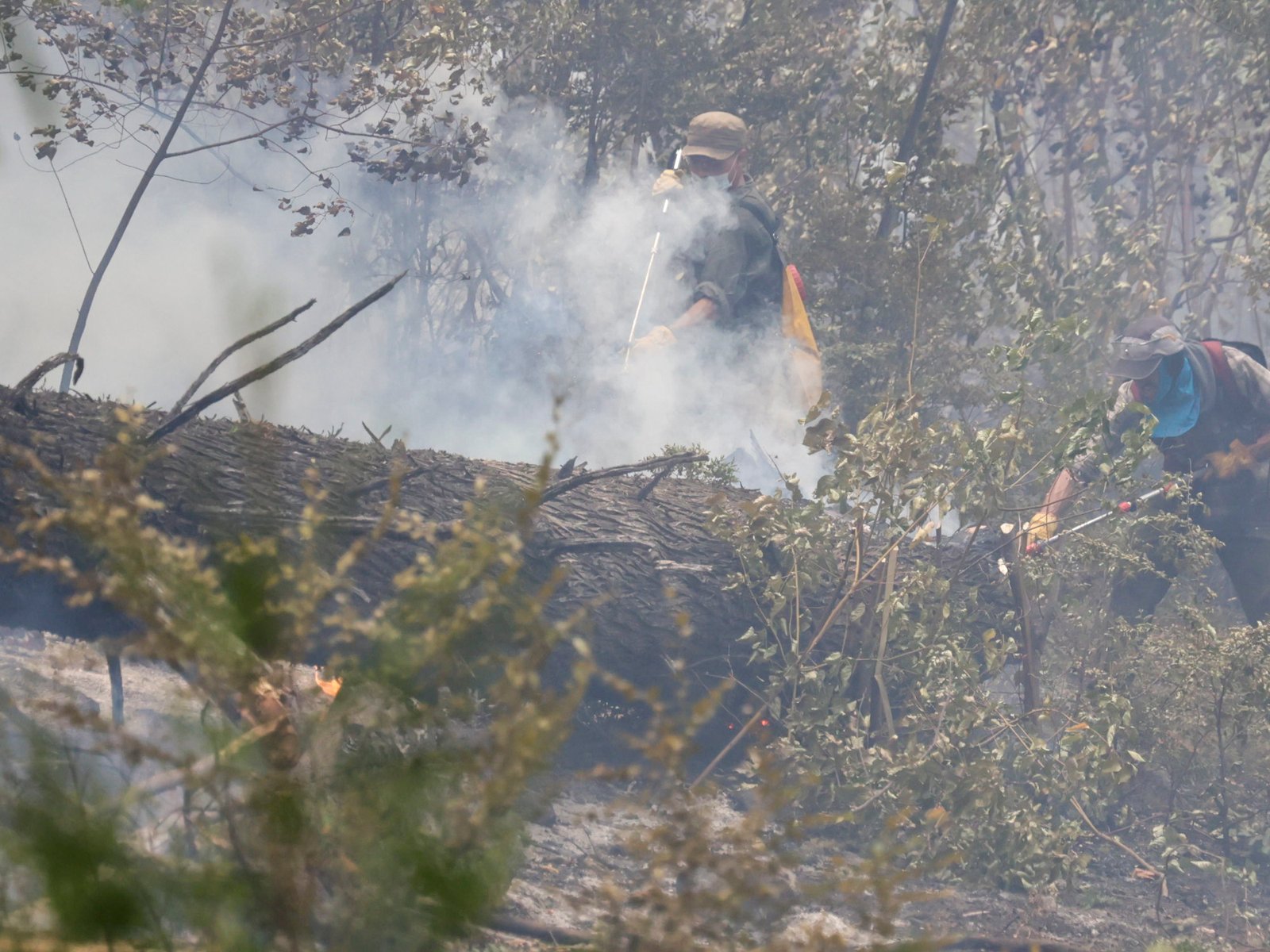 Mientras sigue el combate a los incendios forestales en la Patagonia, el Gobierno intervino el Parque Nacional Los Alerces