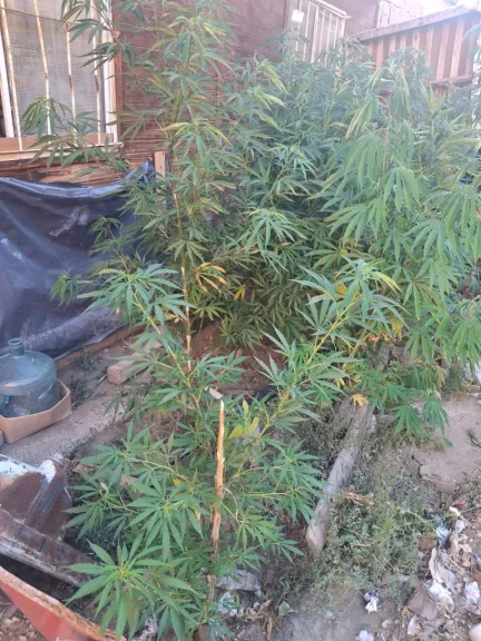 Rescataban animales en Sismográfica y encontraron doce plantas de marihuana