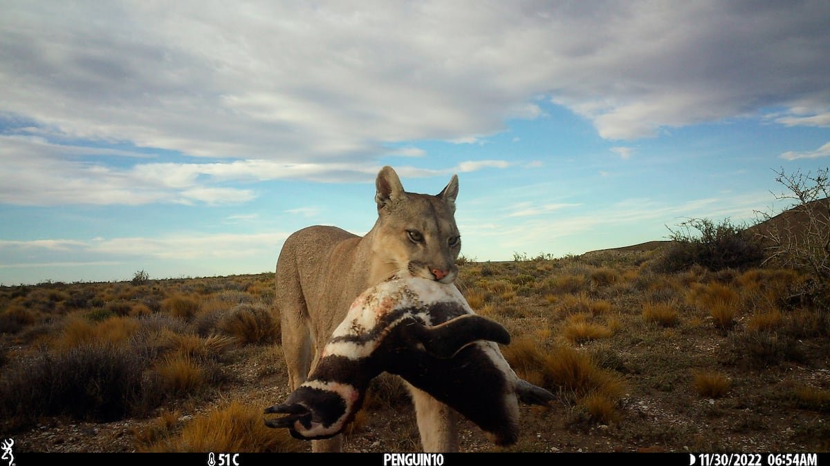 Una mujer muere en un posible ataque de puma en Colorado | Internacional
