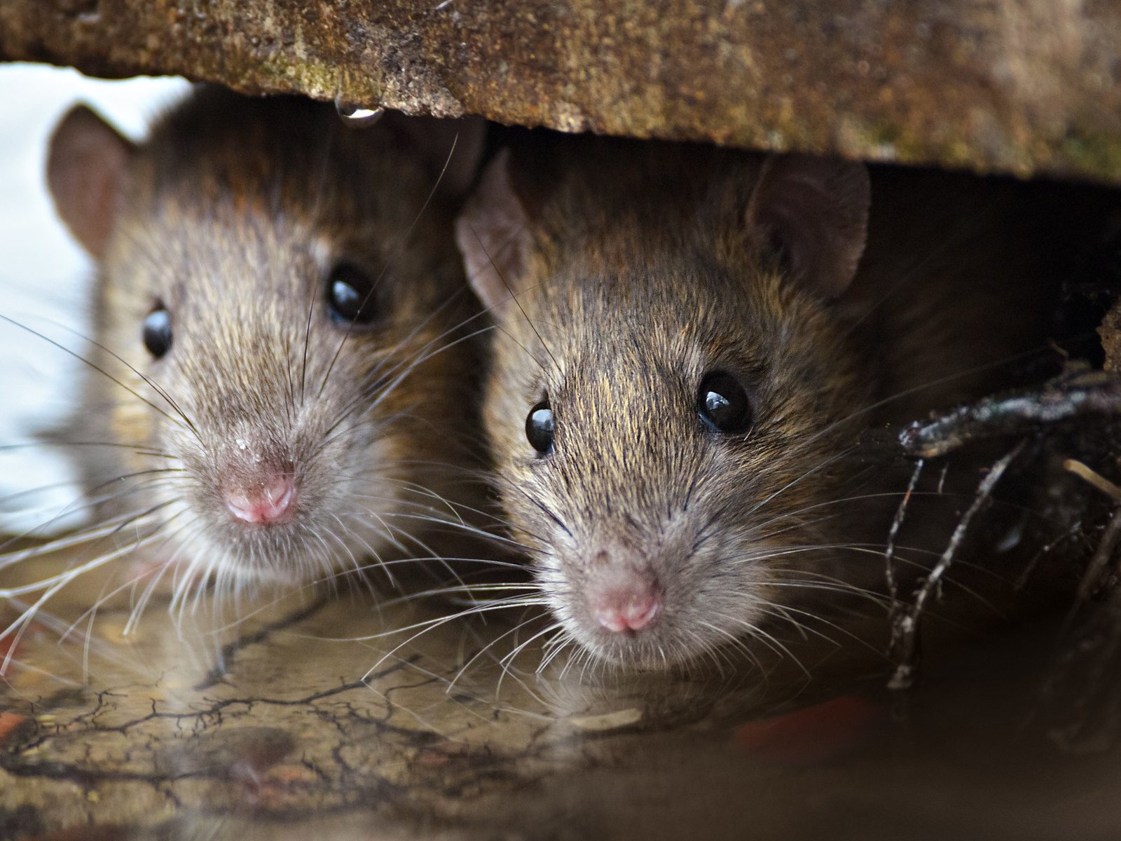 Una nena de 10 años murió por hantavirus en la Provincia de Buenos Aires