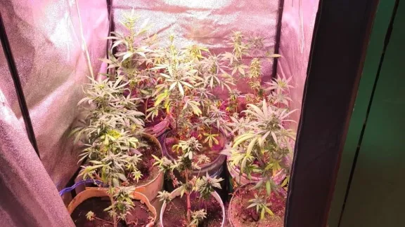 Vendía cosas robadas y, tras un allanamiento, le secuestraron 16 plantas de marihuana