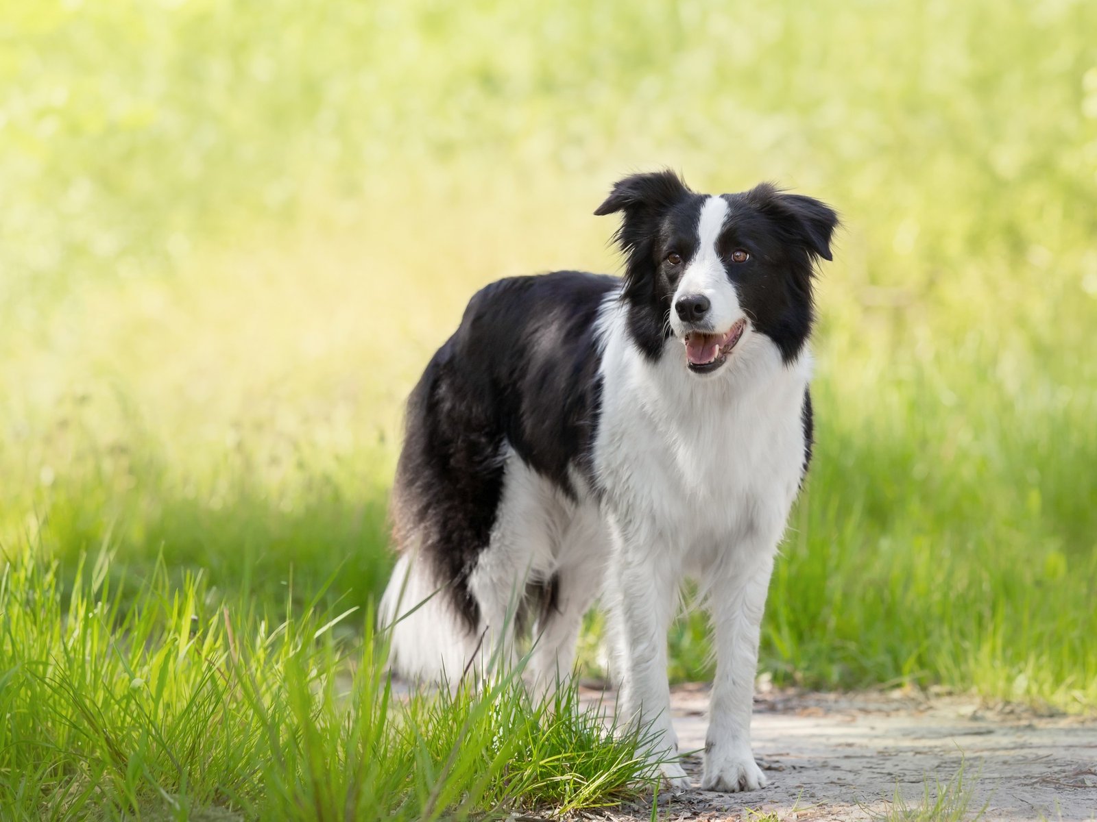cuáles son las razas más "talentosas"