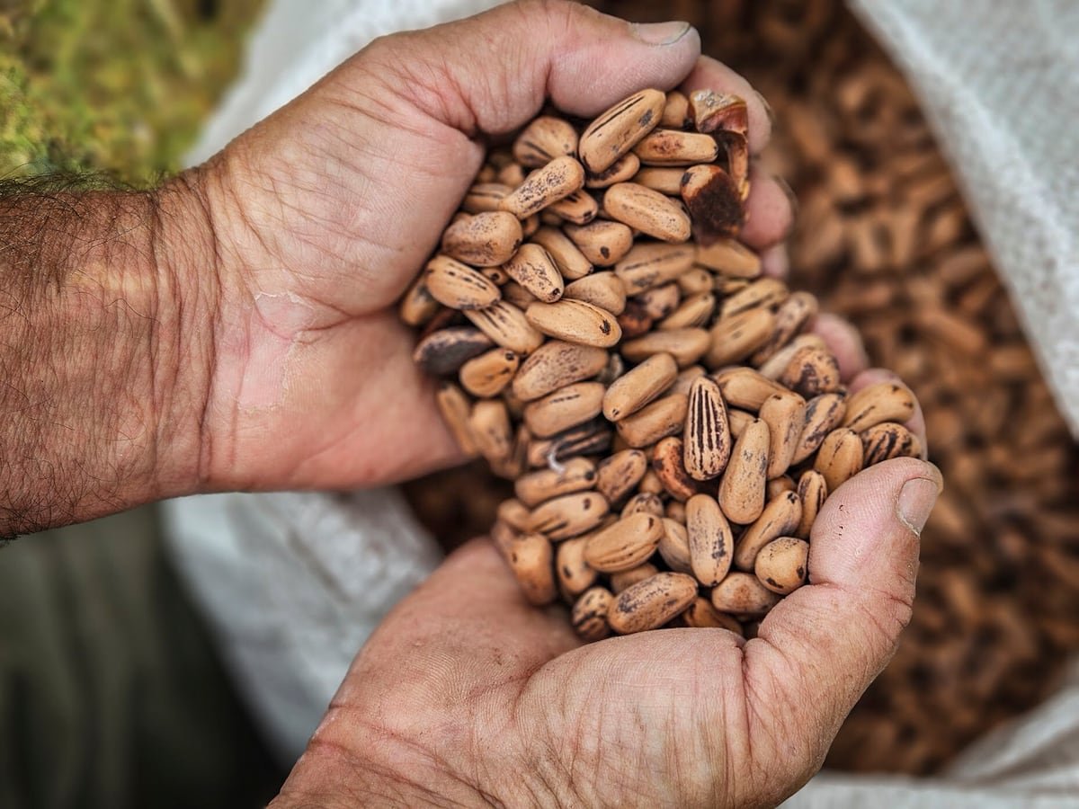 Del pinar a la exportación: la apuesta argentina por el piñón | América Futura