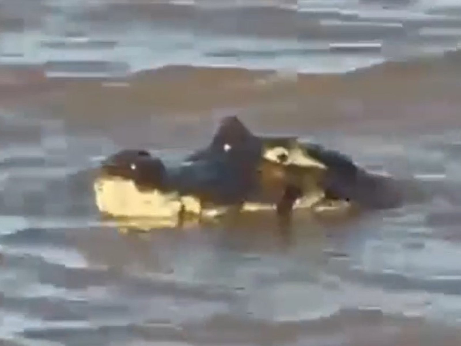 “Era grande y la gente se asustó”