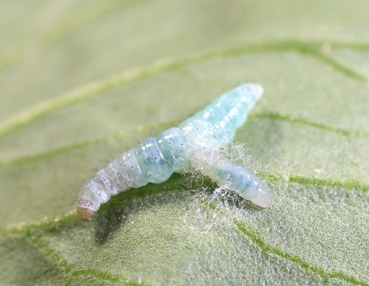 Esta avispa parasita a su hospedador castrándolo con un virus | Ciencia