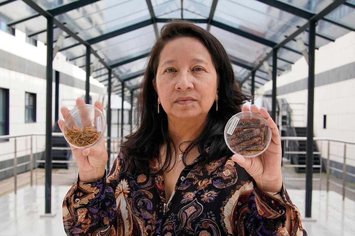 Ligia E. Díaz, del CSIC: “Antes no comíamos ‘sushi’ y ahora sí, ¿por qué no insectos?” | Clima y Medio Ambiente