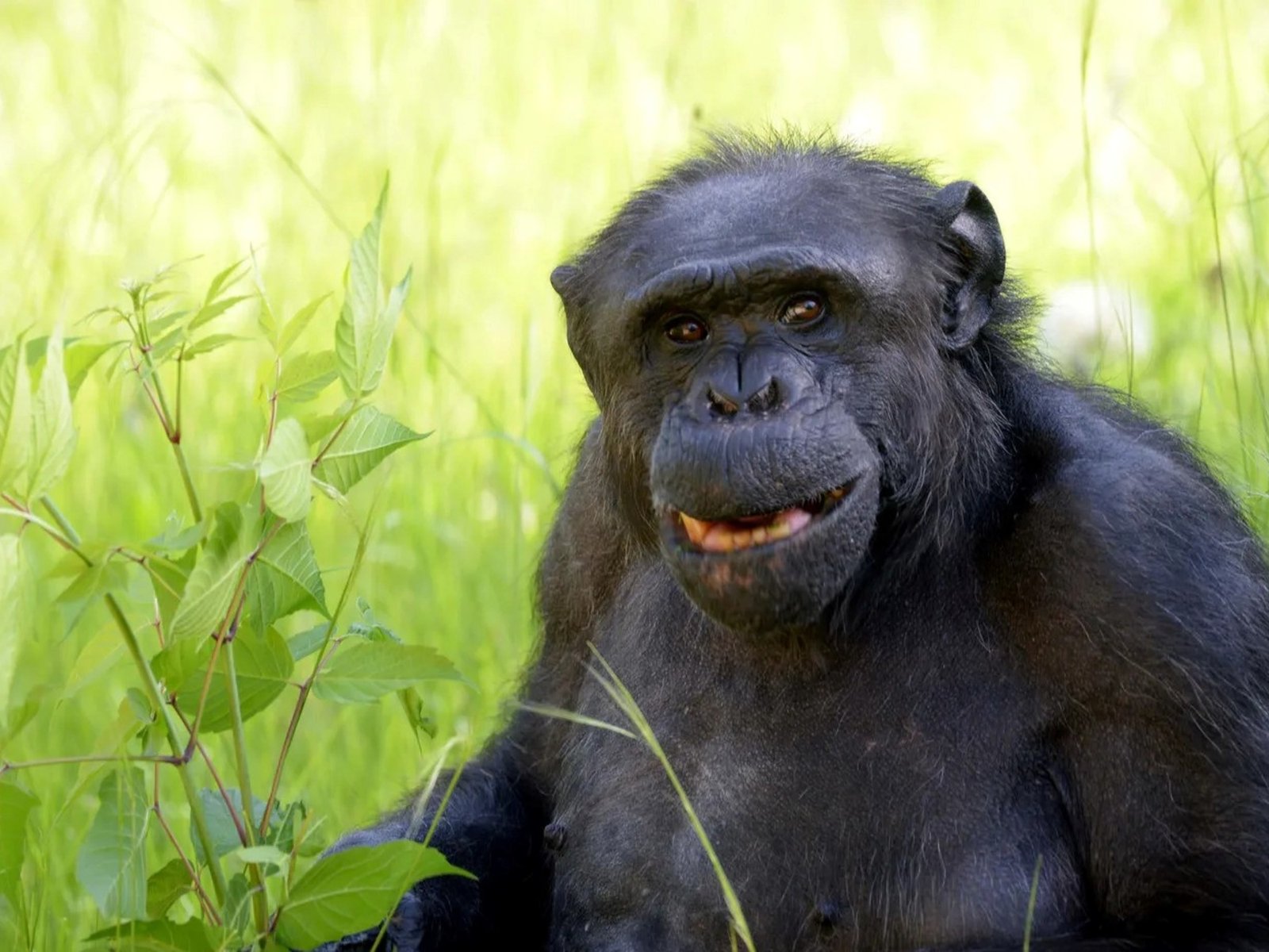 Murió Tomy, el chimpancé que llegó al zoo de La Plata en un plan canje y buscaron hacer "sujeto de derecho"