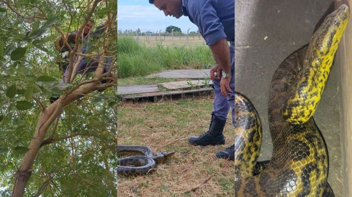 Rescatan una boa curiyú de 2,30 metros en la Torre de Control del Aeropuerto de Resistencia