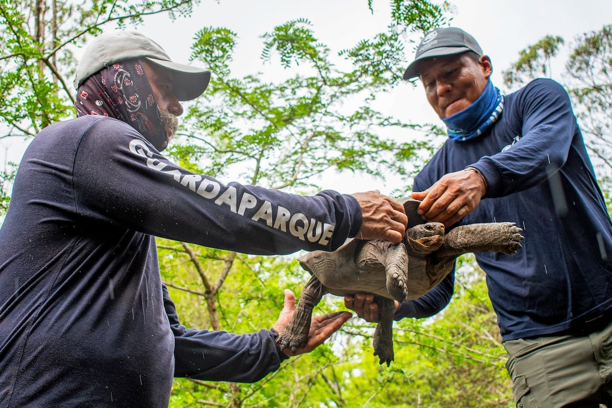 Tortugas gigantes vuelven a caminar en isla de las Galápagos por primera vez en 180 años
