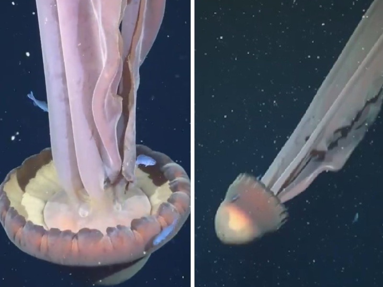 Tras descubrir una medusa del tamaño de un micro escolar, científicos del Conicet piden "seguir investigando el océano profundo"