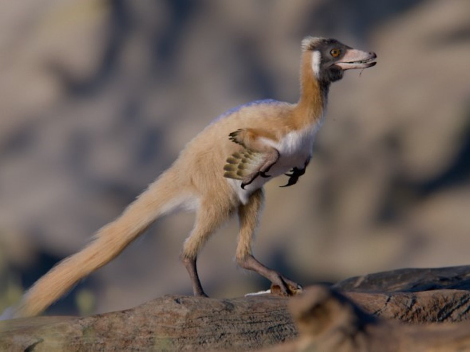 el dinosaurio del tamaño de un gallo que reescribe la historia evolutiva