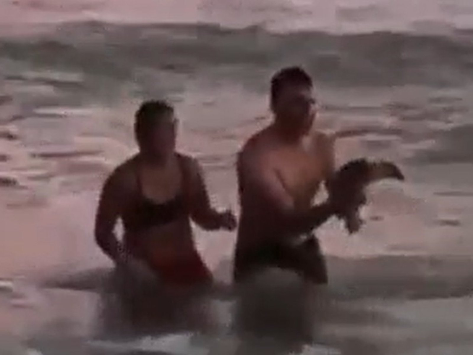 indignación por una pareja que sacó a un pingüino del mar para tomarse fotos