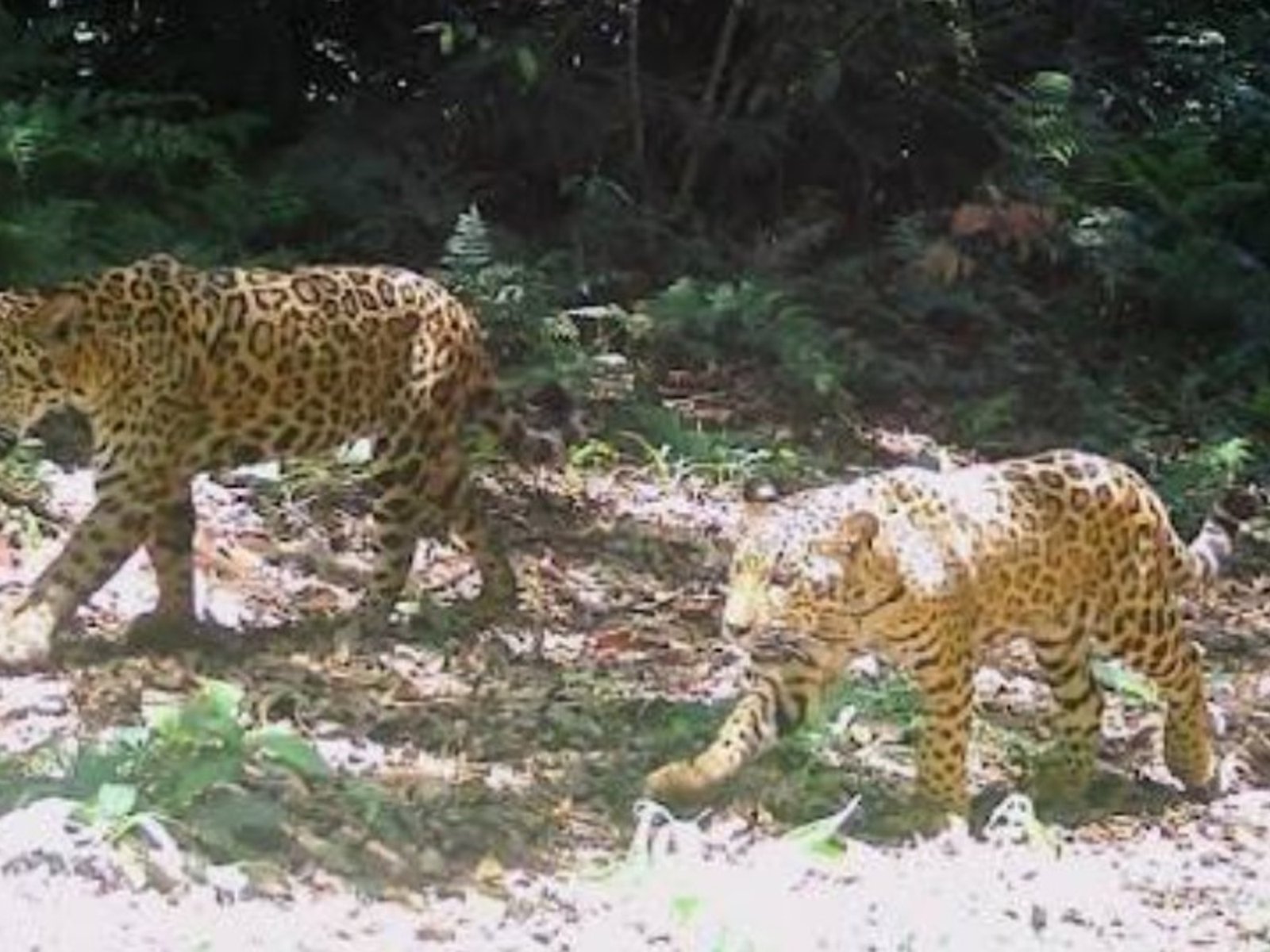la Justicia investiga la desaparición de dos crías de yaguareté que habían sido liberadas en una reserva natural