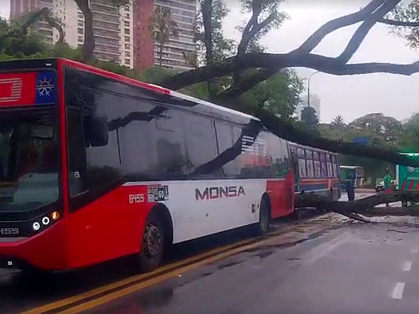 la caída de dos árboles provocó el impacto