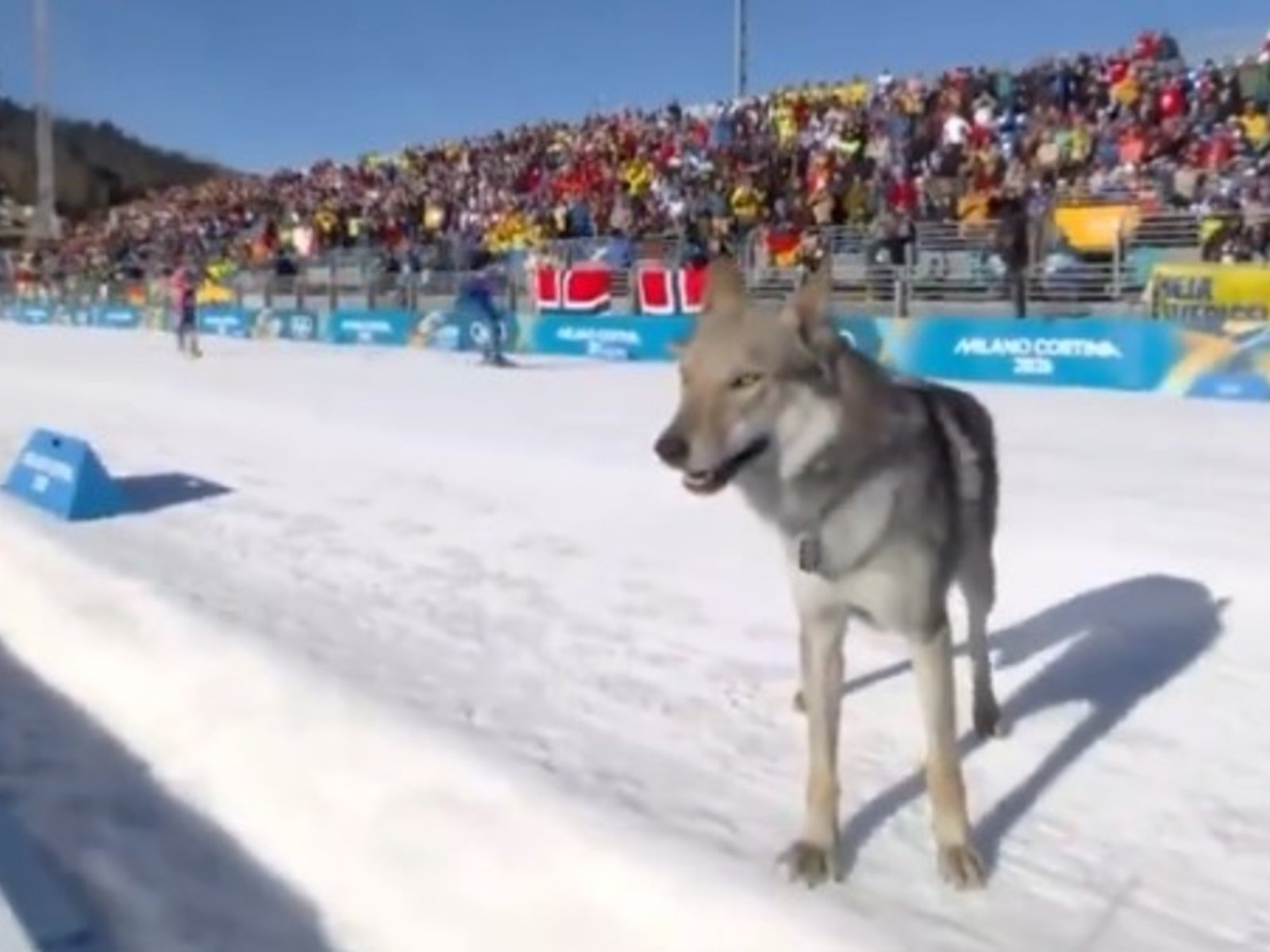 un perro lobo irrumpió en plena pista, cruzó la meta y olfateó a una esquiadora argentina