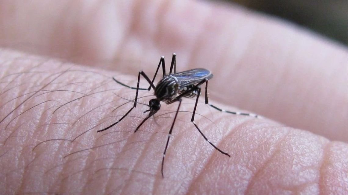 Alerta en Santa Fe: investigan la muerte de una mujer como posible primer caso de dengue de 2026