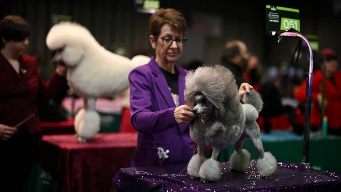 Birmingham recibe a miles de perros en el salón canino más grande del mundo