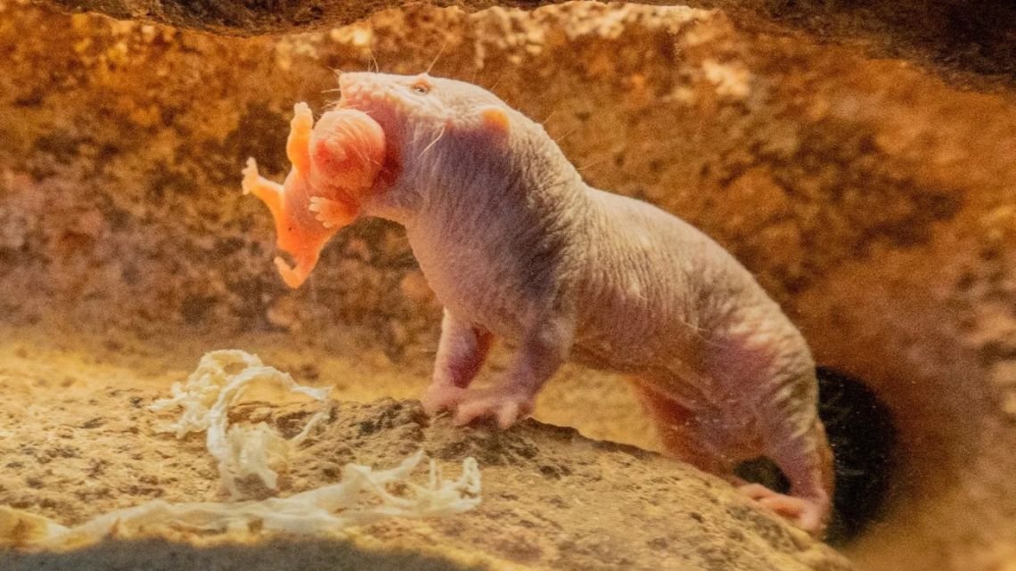 Científicos copiaron un secreto de la rata topo desnuda y lograron que ratones vivieran notablemente más y mejor