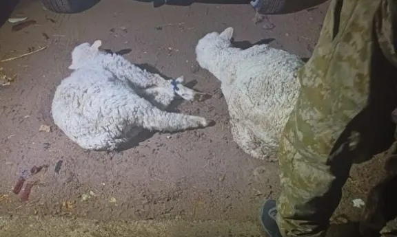 Dos detenidos en Gaiman por transporte ilegal de animales