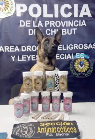 Madryn: "Tusy" detectó una encomienda con 100 cigarrillos de marihuana