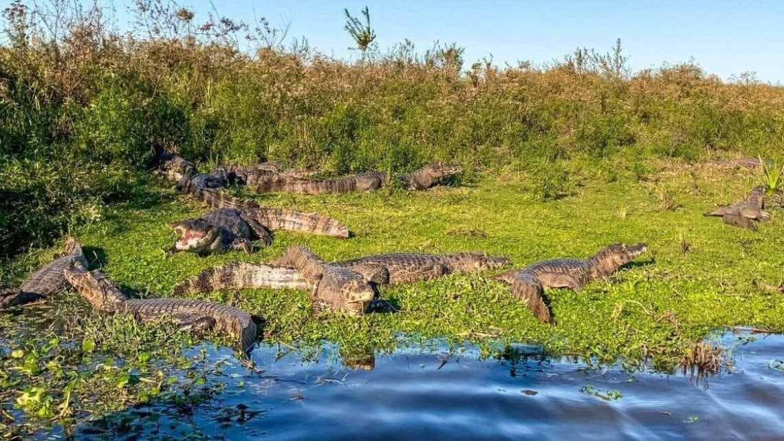 Turismo en Corrientes: así es el ambicioso plan para posicionar al Iberá en el mundo