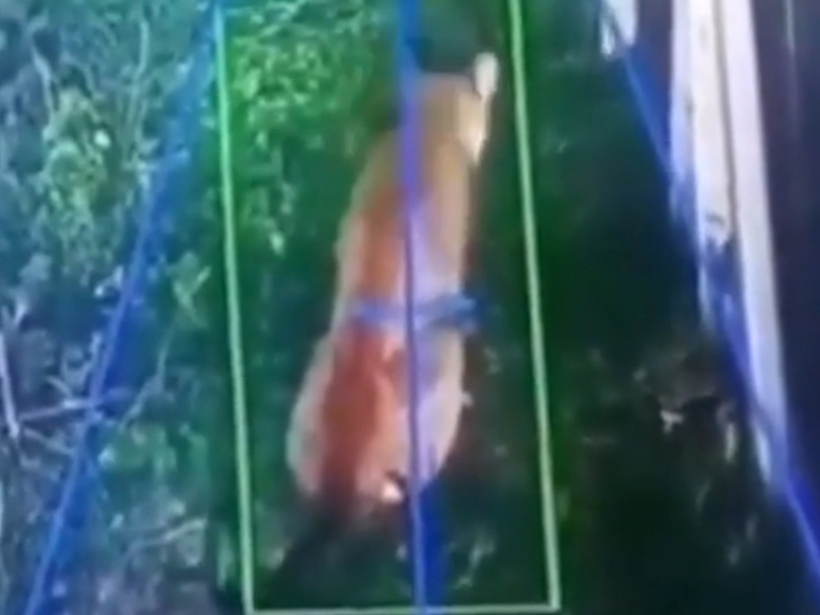 Un puma anda suelto en Hudson y causa temor en un barrio privado