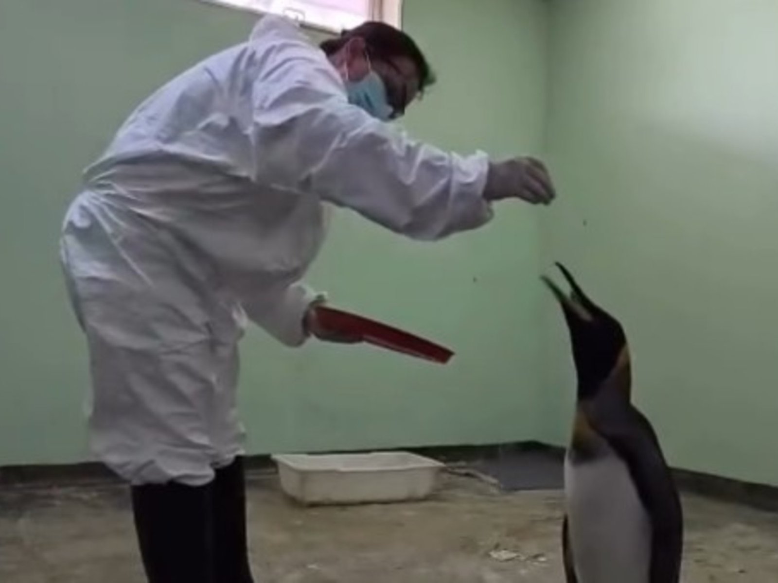 apareció un pingüino subantártico en la orilla del río de La Plata en Vicente López