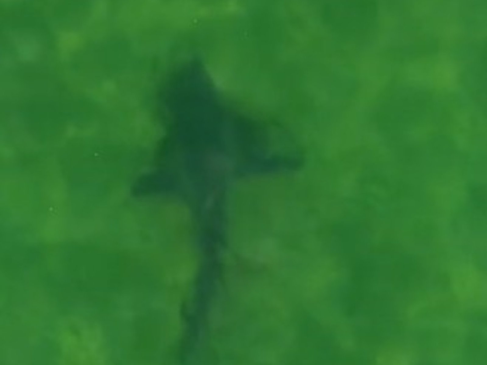 más de 100 tiburones bacota fueron filmados cruzando la Bahía de San Antonio