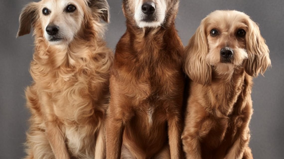 Día del Animal: cómo viajar con mascotas en auto sin riesgos ni multas