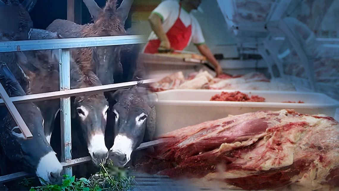 El Gobierno denunció que la supuesta venta de carne de burro en Argentina es una operación mediática