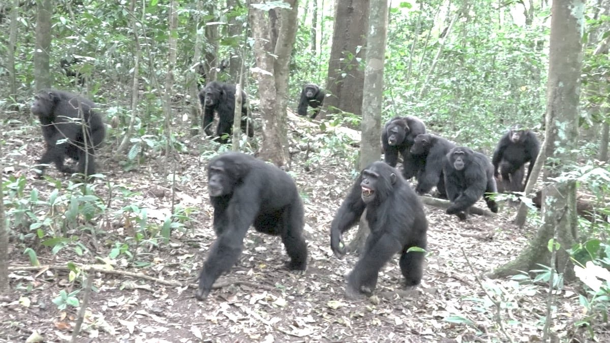 Guerra civil en el paraíso de los chimpancés: “Han diezmado al grupo rival” | Ciencia