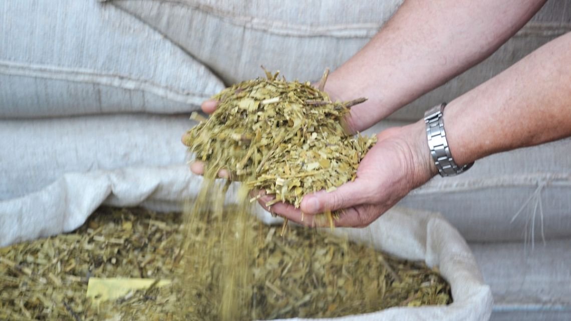 Las Marías demanda a Misiones por la "aduana paralela": el rol de Corrientes en la guerra yerbatera