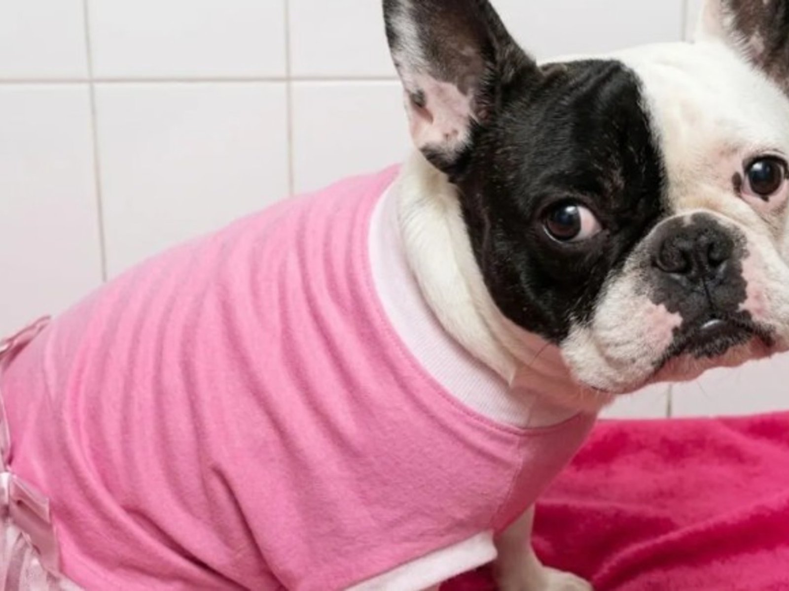 Llevó a su perra a bañar, se la entregaron muerta y ahora le ganó un juicio por 17 millones a la veterinaria