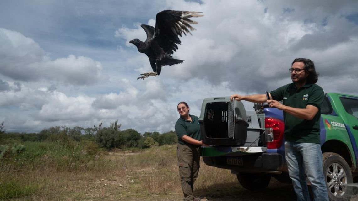 Segunda oportunidad: Policía Ambiental devolvió fauna silvestre a su hábitat natural