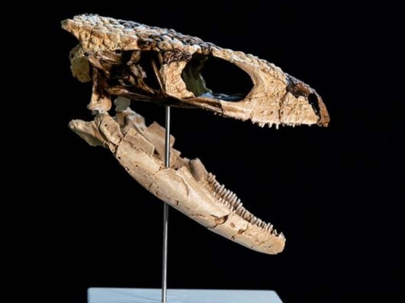 Sorpresa en la Patagonia por el hallazgo de un "abuelo lagarto" que vivió con los dinosaurios y rompió un viejo paradigma paleontológico